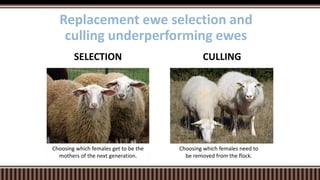 CULLINGSELECTION
Replacement ewe selection and
culling underperforming ewes
Choosing which females get to be the
mothers of the next generation.
Choosing which females need to
be removed from the flock.
 