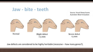 Jaw - bite - teeth
Jaw defects are considered to be highly heritable (recessive – how many genes?).
Source: Visual Sheep Scores
Australian Wool Innovation
 