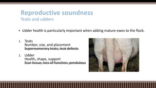  Udder health is particularly important when adding mature ewes to the flock.
1. Teats
Number, size, and placement
Supernumerary teats, teat defects
2. Udder
Health, shape, support
Scar tissue, loss of function, pendulous
Reproductive soundness
Teats and udders
 