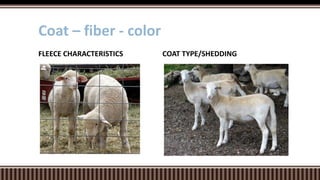 COAT TYPE/SHEDDINGFLEECE CHARACTERISTICS
Coat – fiber - color
 