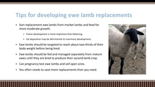  Sort replacement ewe lambs from market lambs and feed for
more moderate growth.
 Frame development is more important than fattening.
 Fat deposition may be detrimental to mammary development.
 Ewe lambs should be targeted to reach about two-thirds of their
body weight before being bred.
 Ewe lambs should be fed and managed separately from mature
ewes until they are bred to produce their second lamb crop.
 Can pregnancy test ewe lambs and sell open ones.
 You often needs to save more replacements than you need.
Tips for developing ewe lamb replacements
 