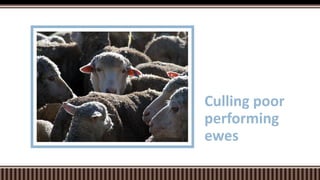Culling poor
performing
ewes
 