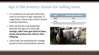 Year Average age at culling
2001 5.9
2011 6.3
 It is customary to cull ewes when they
reach 5 to 6 years of age, especially in
range flocks, where ewes cannot receive
individual attention.
 Ewes tend to be most productive
between the ages of 3 and 6; on
average, older ewes give birth to fewer
lambs and produce less milk for their
offspring.
 Some ewes are productive for a longer
period of time and should be retained.
Age is the primary reason for culling ewes.
USDA APHIS National Animal Health Monitoring Service, April 2014
 