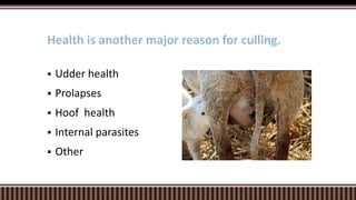  Udder health
 Prolapses
 Hoof health
 Internal parasites
 Other
Health is another major reason for culling.
 