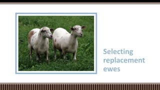Selecting
replacement
ewes
 