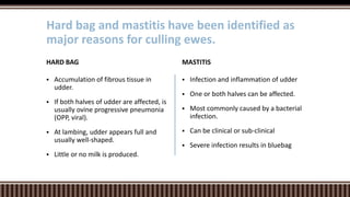  Infection and inflammation of udder
 One or both halves can be affected.
 Most commonly caused by a bacterial
infection.
 Can be clinical or sub-clinical
 Severe infection results in bluebag
MASTITIS
 Accumulation of fibrous tissue in
udder.
 If both halves of udder are affected, is
usually ovine progressive pneumonia
(OPP, viral).
 At lambing, udder appears full and
usually well-shaped.
 Little or no milk is produced.
HARD BAG
Hard bag and mastitis have been identified as
major reasons for culling ewes.
 