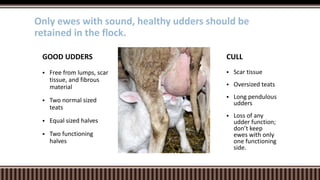  Scar tissue
 Oversized teats
 Long pendulous
udders
 Loss of any
udder function;
don’t keep
ewes with only
one functioning
side.
CULL
 Free from lumps, scar
tissue, and fibrous
material
 Two normal sized
teats
 Equal sized halves
 Two functioning
halves
GOOD UDDERS
Only ewes with sound, healthy udders should be
retained in the flock.
 