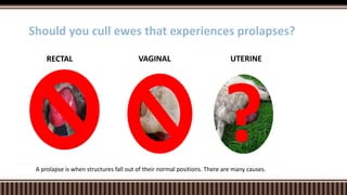 VAGINALRECTAL
Should you cull ewes that experiences prolapses?
UTERINE
A prolapse is when structures fall out of their normal positions. There are many causes.
 