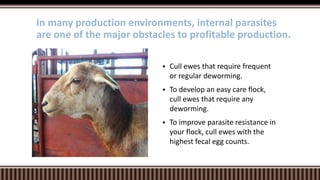 Cull ewes that require frequent
or regular deworming.
 To develop an easy care flock,
cull ewes that require any
deworming.
 To improve parasite resistance in
your flock, cull ewes with the
highest fecal egg counts.
In many production environments, internal parasites
are one of the major obstacles to profitable production.
 