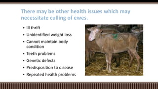  Ill thrift
 Unidentified weight loss
 Cannot maintain body
condition
 Teeth problems
 Genetic defects
 Predisposition to disease
 Repeated health problems
There may be other health issues which may
necessitate culling of ewes.
 