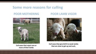 POOR LAMB VIGORPOOR MOTHERING
Some more reasons for culling
Cull ewes that reject one or
more of their lambs
Cull ewes that give birth to weak lambs
that are slow to get up and suck.
 