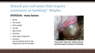 If you want “easy care” sheep, cull any
ewe that requires assistance at birthing.
 Breed
 Sire breed
 Birth weight
 Gender
 Age of ewe
 Nutrition
 Over-eager shepherds
 Genetics
Low heritability (0.01-0.18)
Ringwomb may be heritable.
DYSTOCIA: many factors
Should you cull ewes that require
assistance at lambing? Maybe.
 