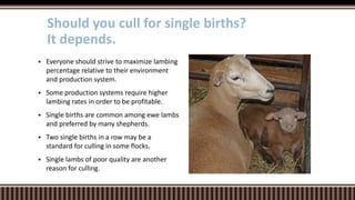  Everyone should strive to maximize lambing
percentage relative to their environment
and production system.
 Some production systems require higher
lambing rates in order to be profitable.
 Single births are common among ewe lambs
and preferred by many shepherds.
 Two single births in a row may be a
standard for culling in some flocks.
 Single lambs of poor quality are another
reason for culling.
Should you cull for single births?
It depends.
 