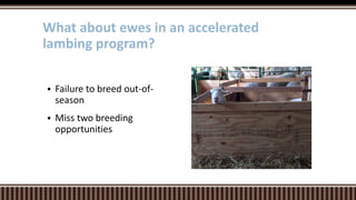  Failure to breed out-of-
season
 Miss two breeding
opportunities
What about ewes in an accelerated
lambing program?
 