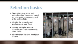  Determine the goals of your
sheep breeding enterprise, based
on your resources, management
style, and markets.
 Identify the strengths and
weaknesses in your flock.
 Identify areas you want to
improve, without compromising
other traits.
 Select the females that meet your
criteria.
Selection basics
 
