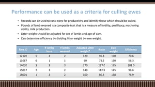  Records can be used to rank ewes for productivity and identify those which should be culled.
 Pounds of lamb weaned is a composite trait that is a measure of fertility, prolificacy, mothering
ability, milk production.
 Litter weight should be adjusted for sex of lambs and age of dam.
 Can determine efficiency by dividing litter weight by ewe weight.
Performance can be used as a criteria for culling ewes
Ewe ID Age
# lambs
born
# lambs
weaned
Adjusted Litter
weight*
Ratio
Ewe
weight
Efficiency
12120 5 2 2 120 96.8 170 70.6
11087 6 1 1 90 72.5 160 56.3
14020 3 3 3 170 137.0 165 103.0
15017 2 3 2 140 112.9 145 96.6
16001 1 2 2 100 80.6 130 76.9
 