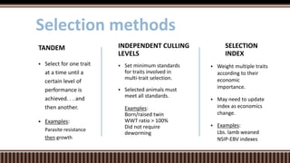  Set minimum standards
for traits involved in
multi-trait selection.
 Selected animals must
meet all standards.
Examples:
Born/raised twin
WWT ratio > 100%
Did not require
deworming
INDEPENDENT CULLING
LEVELS
 Select for one trait
at a time until a
certain level of
performance is
achieved. . . and
then another.
 Examples:
Parasite resistance
then growth
TANDEM
Selection methods
SELECTION
INDEX
 Weight multiple traits
according to their
economic
importance.
 May need to update
index as economics
change.
 Examples:
Lbs. lamb weaned
NSIP-EBV indexes
 
