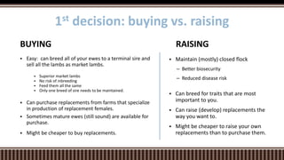  Easy: can breed all of your ewes to a terminal sire and
sell all the lambs as market lambs.
 Superior market lambs
 No risk of inbreeding
 Feed them all the same
 Only one breed of sire needs to be maintained.
 Can purchase replacements from farms that specialize
in production of replacement females.
 Sometimes mature ewes (still sound) are available for
purchase.
 Might be cheaper to buy replacements.
BUYING
 Maintain (mostly) closed flock
– Better biosecurity
– Reduced disease risk
 Can breed for traits that are most
important to you.
 Can raise (develop) replacements the
way you want to.
 Might be cheaper to raise your own
replacements than to purchase them.
RAISING
1st decision: buying vs. raising
 