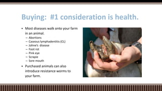  Most diseases walk onto your farm
in an animal.
– Abortions
– Caseous lymphadentitis (CL)
– Johne’s disease
– Foot rot
– Pink eye
– Scrapie
– Sore mouth
 Purchased animals can also
introduce resistance worms to
your farm.
Buying: #1 consideration is health.
 
