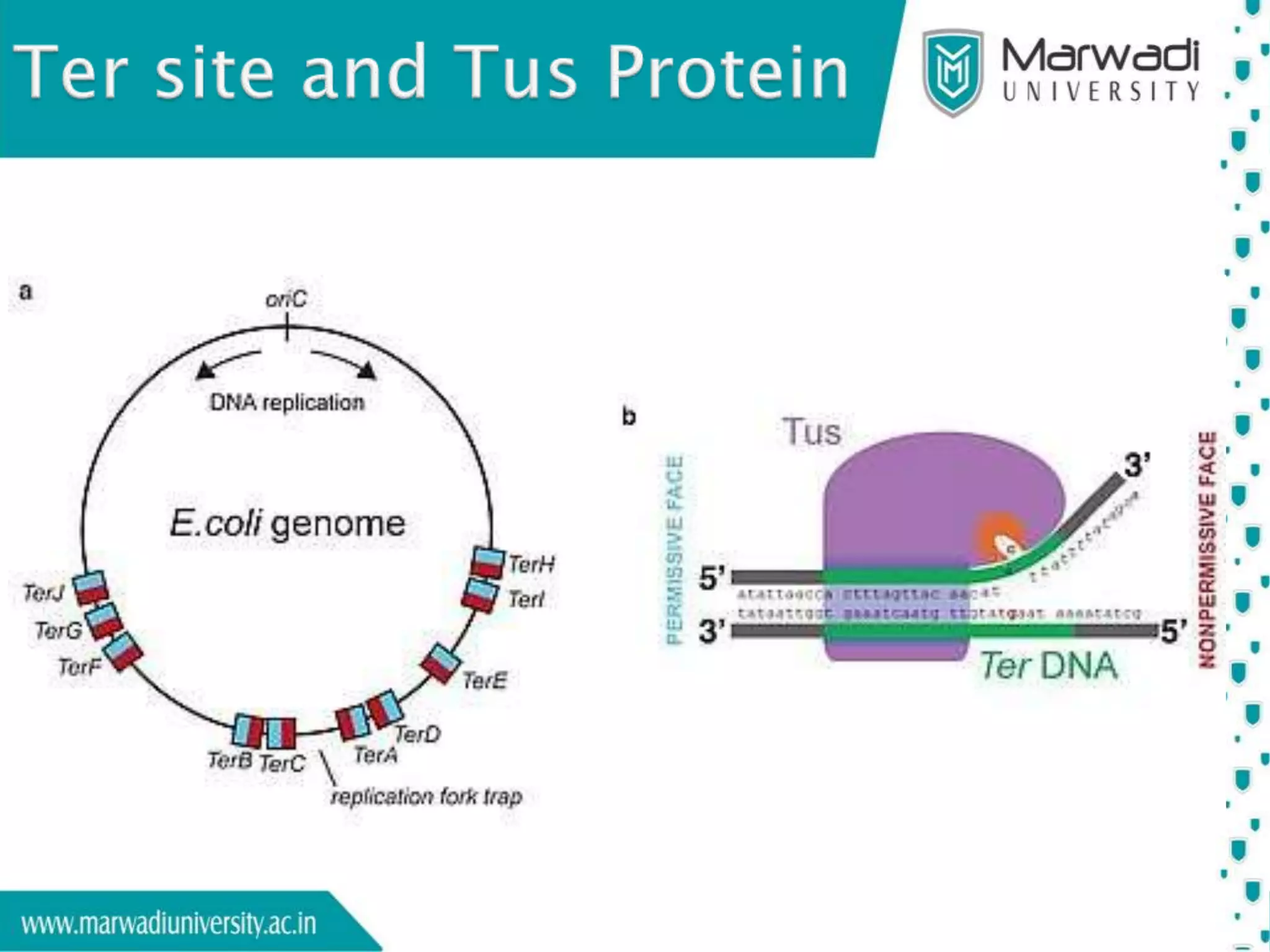 Replicative mechanisms of Plasmid and Circular Genomes | PPT