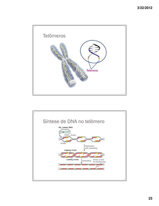 3/22/2012




Telômeros




Síntese de DNA no telômero




                                   23
 