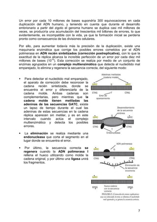 Un error por cada 10 millones de bases supondría 300 equivocaciones en cada
duplicación del ADN humano, y teniendo en cuenta que durante el desarrollo
embrionario a partir del zigoto el genoma humano se duplica casi mil millones de
veces, se produciría una acumulación del trescientos mil billones de errores, lo que
evidentemente, es incompatible con la vida, ya que la formación inicial se perdería
pronto como consecuencia de las divisiones celulares.

Por ello, para aumentar todavía más la precisión de la duplicación, existe una
maquinaria enzimática que corrige los posibles errores cometidos por el ADN
polimerasa en ADN recién sintetizados (corrección postreplicativa), con lo que la
exactitud de la réplica alcanza la increíble perfección de un error por cada diez mil
millones de bases (1010). Esta corrección se realiza por medio de un conjunto de
enzimas agrupados en un complejo multienzimático que detecta el nucleótido mal
emparejado, lo elimina y regenera la secuencia correcta, del siguiente modo:


    Para detectar el nucleótido mal emparejado,
    el aparato de corrección debe reconocer la
    cadena recién sintetizada, donde se
    encuentra el error y diferenciarla de la
    cadena molde. Ambas cadenas son
    complementarias, pero mientras que la
    cadena molde tienen metiladas las
    adeninas de las secuencias GATC, existe
    un lapso de tiempo durante el cual las
    adeninas de estas secuencias en la cadena
    réplica aparecen sin metilar, y es en este
    intervalo  cuando      actúa   el  complejo
    multienzimático y detecta los posibles
    errores.

    La eliminación se realiza mediante una
    endonucleasa que corta el segmento en el
    lugar donde se encuentra el error.

    Por último, la secuencia correcta se
    regenera cuando la ADN polimerasa I
    rellena el hueco utilizando como molde la
    cadena original, y por último una ligasa unirá
    los fragmentos.




                                                                                   7
 