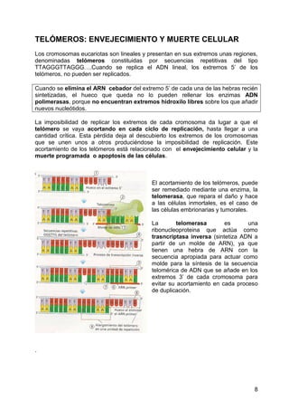 TELÓMEROS: ENVEJECIMIENTO Y MUERTE CELULAR
Los cromosomas eucariotas son lineales y presentan en sus extremos unas regiones,
denominadas telómeros constituidas por secuencias repetitivas del tipo
TTAGGGTTAGGG….Cuando se replica el ADN lineal, los extremos 5’ de los
telómeros, no pueden ser replicados.

Cuando se elimina el ARN cebador del extremo 5’ de cada una de las hebras recién
sintetizadas, el hueco que queda no lo pueden rellenar los enzimas ADN
polimerasas, porque no encuentran extremos hidroxilo libres sobre los que añadir
nuevos nucleótidos.

La imposibilidad de replicar los extremos de cada cromosoma da lugar a que el
telómero se vaya acortando en cada ciclo de replicación, hasta llegar a una
cantidad crítica. Esta pérdida deja al descubierto los extremos de los cromosomas
que se unen unos a otros produciéndose la imposibilidad de replicación. Este
acortamiento de los telómeros está relacionado con el envejecimiento celular y la
muerte programada o apoptosis de las células.



                                          El acortamiento de los telómeros, puede
                                          ser remediado mediante una enzima, la
                                          telomerasa, que repara el daño y hace
                                          a las células inmortales, es el caso de
                                          las células embrionarias y tumorales.

                                          La        telomerasa       es      una
                                          ribonucleoproteina que actúa como
                                          trasncriptasa inversa (sintetiza ADN a
                                          partir de un molde de ARN), ya que
                                          tienen una hebra de ARN con la
                                          secuencia apropiada para actuar como
                                          molde para la síntesis de la secuencia
                                          telomérica de ADN que se añade en los
                                          extremos 3’ de cada cromosoma para
                                          evitar su acortamiento en cada proceso
                                          de duplicación.




.




                                                                               8
 
