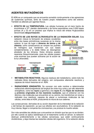 AGENTES MUTAGÉNICOS
El ADN es un compuesto que se encuentra sometido continuamente a las agresiones
de sustancias químicas, tanto de nuestro propio metabolismo como del exterior.
También es alterado por agentes físicos.

   EFECTO DE LA TEMPERATURA. Las células humanas por el mero hecho de
    encontrarse a 37º, pierden diariamente y de forma espontánea unas 5.000 bases
    púricas (A y G) en un proceso que implica la rotura del enlace N-glucosídico
    denominado despurinización.

   EFECTO DE LOS RAYOS ULTRAVIOLETA DE LA RADIACIÓN SOLAR. Esta
    radiación induce la formación de enlaces covalentes
    entre dos bases pirimidínicas sucesivas en la misma
    cadena, lo que da lugar a dímeros de timina y de
    citosina; como consecuencia se rompen los puentes
    de hidrógeno que mantenían con sus bases
    complementarias y la doble hélice se desorganiza
    alrededor de los dímeros. Estos dímeros pueden
    repararse fotoquímicamnete, pues las células poseen
    unas enzimas que pueden activarse por la acción de
    la luz ultravioleta.




   METABOLITOS REACTIVOS. Algunos residuos del metabolismo, sobre todo los
    radicales libres derivados del oxígeno, son compuestos altamente reactivos y
    capaces de inducir lesiones en el ADN.

   RADIACIONES IONIZANTES. Se conocen con este nombre a determinadas
    radiaciones electromagnéticas de longitud de onda muy corta y por ello altamente
    energéticas, como los rayos γ (gamma) y los rayos X y los flujos de neutrones
    y protones originados en los reactores nucleares, que al colisionar con los
    átomos y las moléculas que encuentran en su camino, los transforman en iones y
    radicales muy reactivos, capaces de atacar a numerosas moléculas de las
    células, entre ellas el ADN, produciendo la rotura de sus cadenas.

Las consecuencias derivadas de su acción dependen de la intensidad de la radiación
y del tiempo de exposición, ya que sus efectos son acumulativos. Si la radiación es
muy intensa, llegan a romperse los cromosomas y se produce la muerte celular.

Son más sensibles las células que s encuentran en división que las que no se dividen;
por ello cuando se aplica radioterapia en el tratamiento contra el cáncer, la radiación
destruye preferentemente a las células cancerosas, que están continuamente
dividiéndose, y deja intactas las restantes células del organismo. Si la radiación afecta


                                                                                       9
 