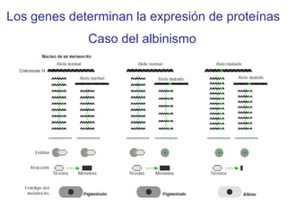 Los genes determinan la expresión de proteínas
Caso del albinismo
 