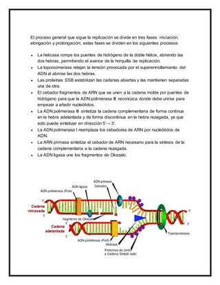 El proceso general que sigue la replicación se divide en tres fases: iniciación,
elongación y prolongación; estas fases se dividen en los siguientes procesos:
 La helicasa rompe los puentes de hidrógeno de la doble hélice, abriendo las
dos hebras, permitiendo el avance de la horquilla de replicación.
 La topoisomerasa relajan la tensión provocada por el superenrrollamiento del
ADN al abrirse las dos hebras.
 Las proteínas SSB estabilizan las cadenas abiertas y las mantienen separadas
una de otra.
 El cebador fragmentos de ARN que se unen a la cadena molde por puentes de
hidrógeno para que la ADN polimerasa III reconozca donde debe unirse para
empezar a añadir nucleótidos.
 La ADN polimerasa III sintetiza la cadena complementaria de forma continua
en la hebra adelantada y de forma discontinua en la hebra rezagada, ya que
solo puede sintetizar en dirección 5'→ 3'.
 La ADN polimerasa I reemplaza los cebadores de ARN por nucleótidos de
ADN.
 La ARN primasa sintetiza el cebador de ARN necesario para la síntesis de la
cadena complementaria a la cadena rezagada.
 La ADN ligasa une los fragmentos de Okazaki.
 