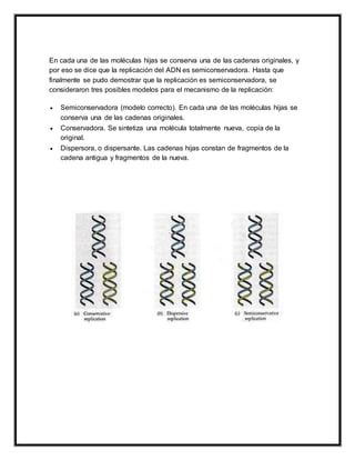 En cada una de las moléculas hijas se conserva una de las cadenas originales, y
por eso se dice que la replicación del ADN es semiconservadora. Hasta que
finalmente se pudo demostrar que la replicación es semiconservadora, se
consideraron tres posibles modelos para el mecanismo de la replicación:
 Semiconservadora (modelo correcto). En cada una de las moléculas hijas se
conserva una de las cadenas originales.
 Conservadora. Se sintetiza una molécula totalmente nueva, copia de la
original.
 Dispersora, o dispersante. Las cadenas hijas constan de fragmentos de la
cadena antigua y fragmentos de la nueva.
 