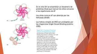 En el sitio Ori se ensamblan un hexámero de
proteínas DnaA que marcan los sitios cercanos
a las repeticiones de AT
Los sitios ricos en AT son abiertos por las
helicasas (DnaB)
Las hebras simples de DNA son protegidas por
las chaperonas Single Strand Binding proteins
(SSB)
 