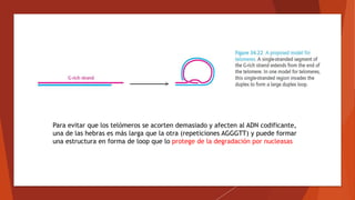 Para evitar que los telómeros se acorten demasiado y afecten al ADN codificante,
una de las hebras es más larga que la otra (repeticiones AGGGTT) y puede formar
una estructura en forma de loop que lo protege de la degradación por nucleasas
 