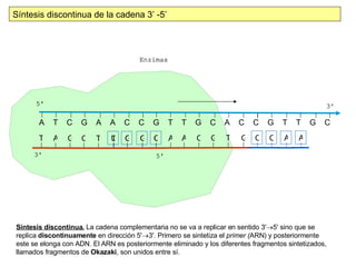 A  T  C  G  A  A  C  C  G  T  T  G  C  A  C  C  G  T  T  G  C  Síntesis discontinua de la cadena 3’ -5’ Síntesis discontinua.  La cadena complementaria no se va a replicar en sentido 3'  5' sino que se replica  discontinuamente  en dirección 5'  3'. Primero se sintetiza el  primer ( ARN) y posteriormente este se elonga con ADN. El ARN es posteriormente eliminado y los diferentes fragmentos sintetizados, llamados fragmentos de  Okazaki , son unidos entre sí. T A G C T U G G C A A C G T G A A C C C G G T 