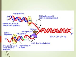 Replicación ADN.ppt
