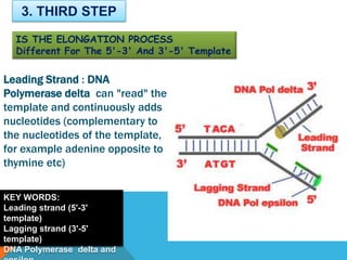 Leading Strand : DNA
Polymerase delta can "read" the
template and continuously adds
nucleotides (complementary to
the nucleotides of the template,
for example adenine opposite to
thymine etc)
3. THIRD STEP
IS THE ELONGATION PROCESS
Different For The 5'-3' And 3'-5' Template
KEY WORDS:
Leading strand (5'-3'
template)
Lagging strand (3'-5'
template)
DNA Polymerase delta and
 