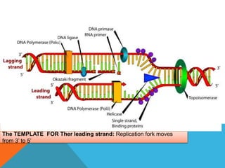 The TEMPLATE FOR Ther leading strand: Replication fork moves
from 3’ to 5’
 