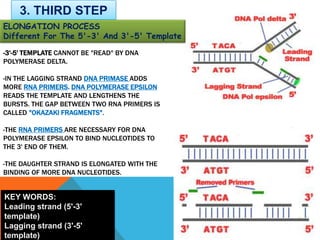 -3'-5' TEMPLATE CANNOT BE "READ" BY DNA
POLYMERASE DELTA.
-IN THE LAGGING STRAND DNA PRIMASE ADDS
MORE RNA PRIMERS. DNA POLYMERASE EPSILON
READS THE TEMPLATE AND LENGTHENS THE
BURSTS. THE GAP BETWEEN TWO RNA PRIMERS IS
CALLED "OKAZAKI FRAGMENTS".
-THE RNA PRIMERS ARE NECESSARY FOR DNA
POLYMERASE EPSILON TO BIND NUCLEOTIDES TO
THE 3' END OF THEM.
-THE DAUGHTER STRAND IS ELONGATED WITH THE
BINDING OF MORE DNA NUCLEOTIDES.
3. THIRD STEP
ELONGATION PROCESS
Different For The 5'-3' And 3'-5' Template
KEY WORDS:
Leading strand (5'-3'
template)
Lagging strand (3'-5'
template)
 