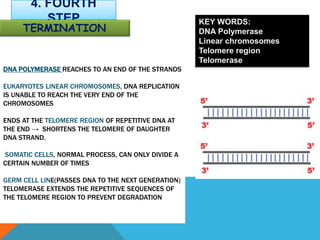 DNA POLYMERASE REACHES TO AN END OF THE STRANDS
EUKARYOTES LINEAR CHROMOSOMES, DNA REPLICATION
IS UNABLE TO REACH THE VERY END OF THE
CHROMOSOMES
ENDS AT THE TELOMERE REGION OF REPETITIVE DNA AT
THE END → SHORTENS THE TELOMERE OF DAUGHTER
DNA STRAND.
SOMATIC CELLS, NORMAL PROCESS, CAN ONLY DIVIDE A
CERTAIN NUMBER OF TIMES
GERM CELL LINE(PASSES DNA TO THE NEXT GENERATION)
TELOMERASE EXTENDS THE REPETITIVE SEQUENCES OF
THE TELOMERE REGION TO PREVENT DEGRADATION
4. FOURTH
STEP
TERMINATION
KEY WORDS:
DNA Polymerase
Linear chromosomes
Telomere region
Telomerase
 