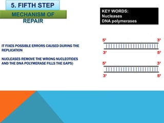 IT FIXES POSSIBLE ERRORS CAUSED DURING THE
REPLICATION
NUCLEASES REMOVE THE WRONG NUCLEOTIDES
AND THE DNA POLYMERASE FILLS THE GAPS)
5. FIFTH STEP
MECHANISM OF
REPAIR
KEY WORDS:
Nucleases
DNA polymerases
 