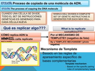 WHEN A CELL DIVIDES A COMPLETE
SET OF GENETIC INSTRUCTIONS IS
GENERATED FOR EACH NEW CELL.
Template mechanism
 Based on the specific pairing
rules of complementary bases
REPLICATION: The process of copying the DNA molecule
What is to replicate
something???
HOW does cells replicate
DNA??? By a TEMPLATE MECHANISM!! (photo
negative)
REPLICACIÓN: Proceso de copiado de una molécula de ADN.
CUANDO UNA CÉLULA SE DIVIDE,
TODO EL SET DE INSTRUCCIÓNES
GENÉTICAS ES GENERADO PARA
CADA CÉLULA NUEVA
Qué es replicar algo???
CÓMO replica ADN la
célula???
Por el MECANISMO DE
TEMPLETE!! (negativo de foto)
Mecanismo de Templete
Basado en las reglas de
apareamiento específico de
bases complementarias
 