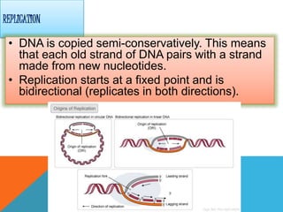 REPLICATION
• DNA is copied semi-conservatively. This means
that each old strand of DNA pairs with a strand
made from new nucleotides.
• Replication starts at a fixed point and is
bidirectional (replicates in both directions).
 