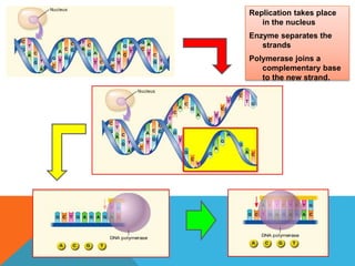 Replication takes place
in the nucleus
Enzyme separates the
strands
Polymerase joins a
complementary base
to the new strand.
 