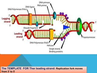 The TEMPLATE FOR Ther leading strand: Replication fork moves
from 3’ to 5’
 