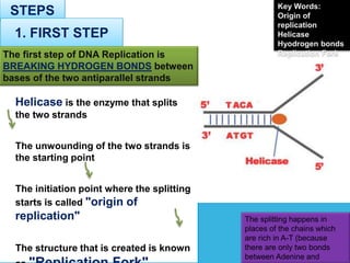 STEPS
Helicase is the enzyme that splits
the two strands
The unwounding of the two strands is
the starting point
The initiation point where the splitting
starts is called "origin of
replication"
The structure that is created is known
1. FIRST STEP
The first step of DNA Replication is
BREAKING HYDROGEN BONDS between
bases of the two antiparallel strands
The splitting happens in
places of the chains which
are rich in A-T (because
there are only two bonds
between Adenine and
Key Words:
Origin of
replication
Helicase
Hyodrogen bonds
Replication Fork
 