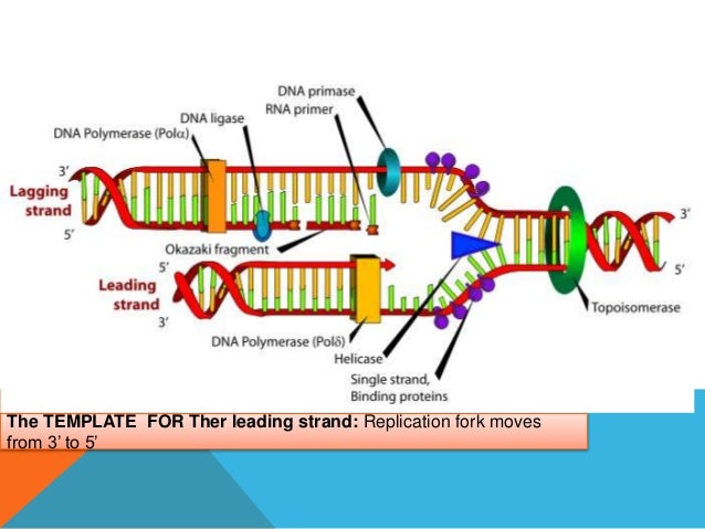 Dna Polymerase Delta And Epsilon