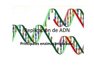 Replicación de ADN Principales enzimas implicadas 