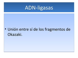ADN-ligasas Unión entre sí de los fragmentos de Okazaki. 