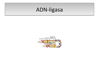 ADN-ligasa 