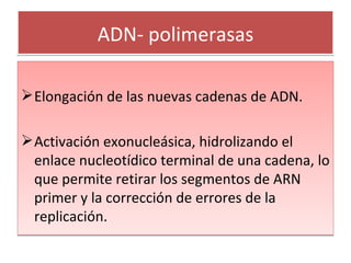 ADN- polimerasas Elongación de las nuevas cadenas de ADN. Activación exonucleásica, hidrolizando el enlace nucleotídico terminal de una cadena, lo que permite retirar los segmentos de ARN primer y la corrección de errores de la replicación. 